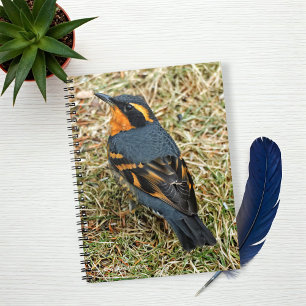 Stunning Varied Thrush on the Lawn Notebook