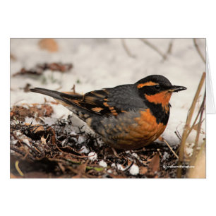 Stunning Varied Thrush Songbird in the Snow