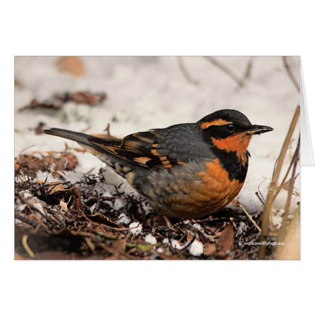 Stunning Varied Thrush Songbird in the Snow (Front Horizontal)
