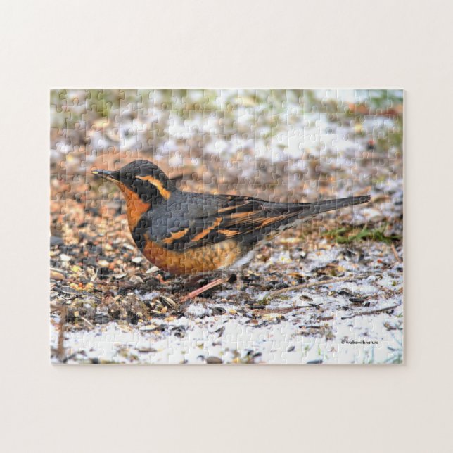 Stunning Varied Thrush Songbird in the Snow Jigsaw Puzzle (Horizontal)