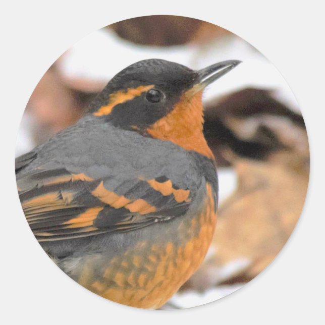 Stunning Varied Thrush Songbird in Winter Classic Round Sticker (Front)