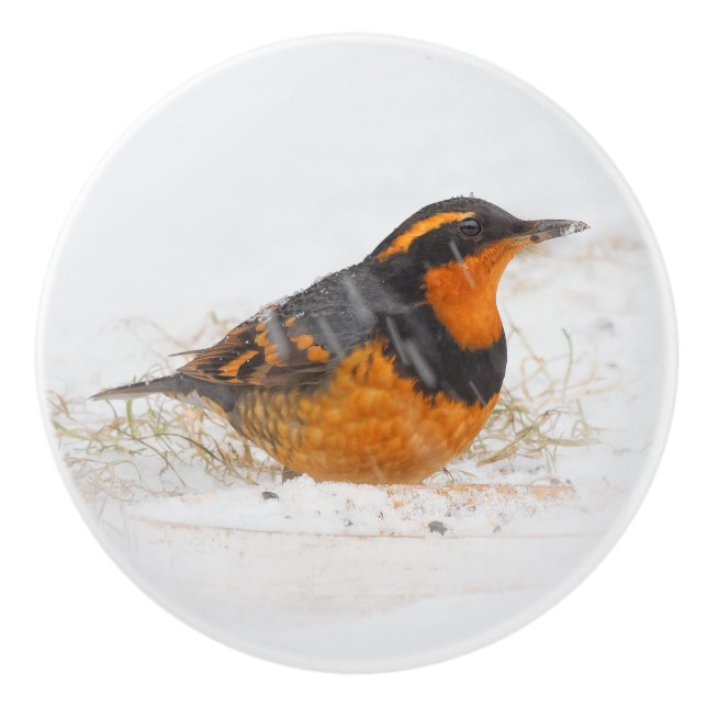 Stunning Varied Thrush Songbird on Snowy Day Ceramic Knob (Front)