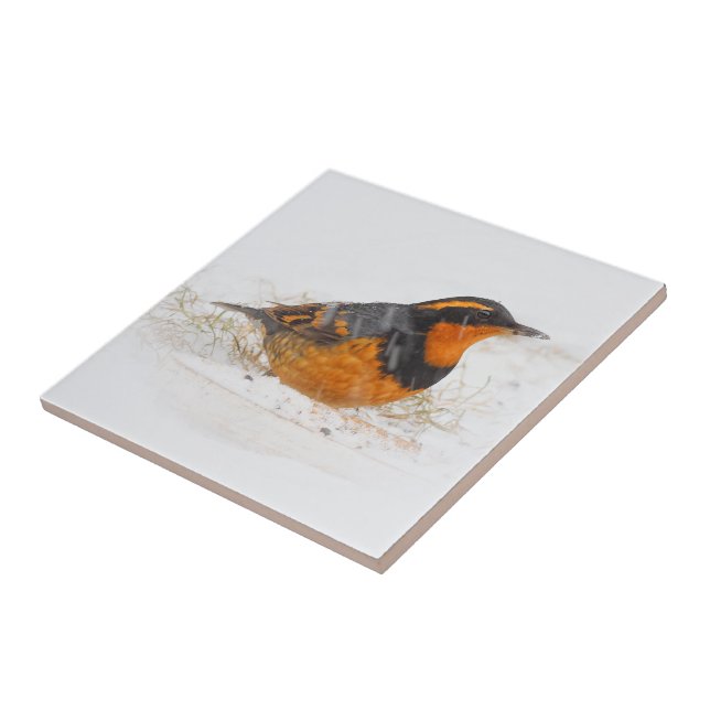 Stunning Varied Thrush Songbird on Snowy Day Ceramic Tile (Side)
