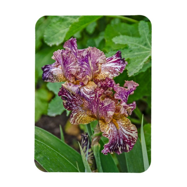 Stunning Variegated Iris Blossoms Magnet (Vertical)