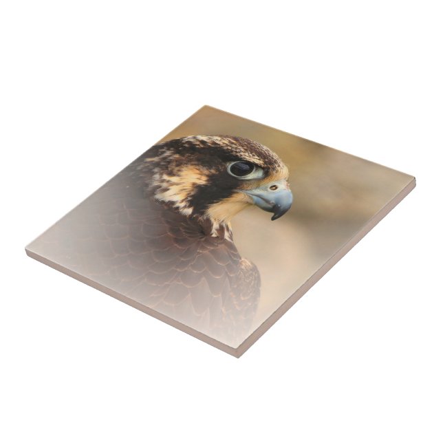 Stunning Vignetted Peregrine Falcon Ceramic Tile (Side)