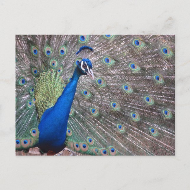 Stunning Vintage Peacock Postcard (Front)