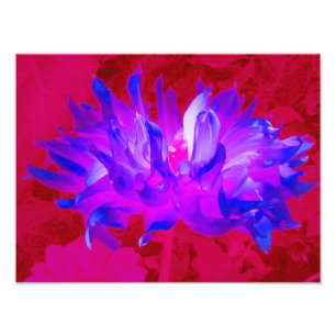 Stunning Violet Blue and Hot Pink Cactus Dahlia Photo Print