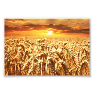 Stunning wheat field sunset photo print