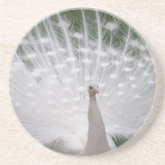 Stunning white Peacock ( Peafowl) full plume Coaster