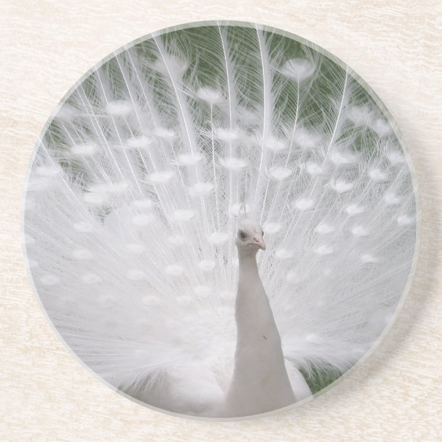 Stunning white Peacock ( Peafowl) full plume Coaster (Front)