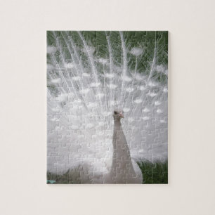 Stunning white Peacock ( Peafowl) full plume Jigsaw Puzzle