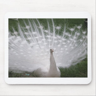 Stunning white Peacock ( Peafowl) full plume Mouse Pad