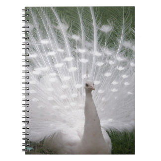 Stunning white Peacock ( Peafowl) full plume Notebook