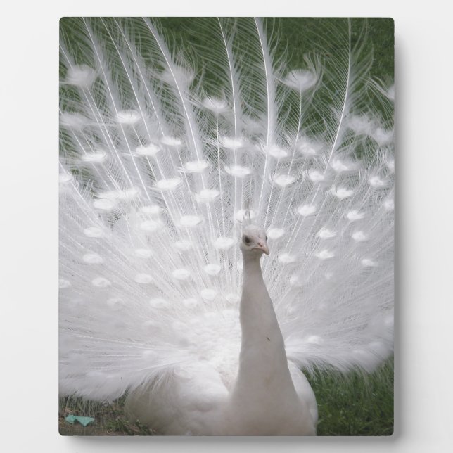 Stunning white Peacock ( Peafowl) full plume Plaque (Front)
