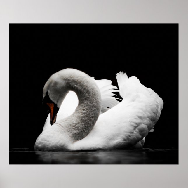 Stunning white swan on black background poster (Front)
