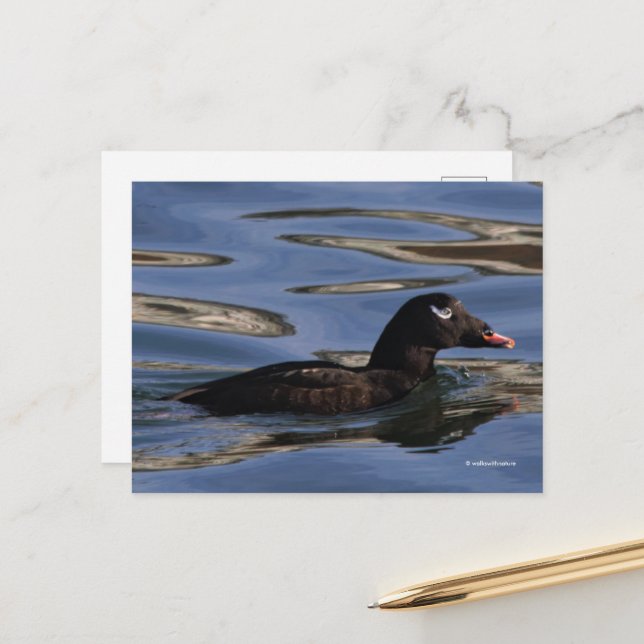Stunning White-Winged Scoter Duck at Pier's Edge Postcard (Front/Back In Situ)