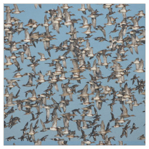 Stunning Winter Ducks in Flight Fabric