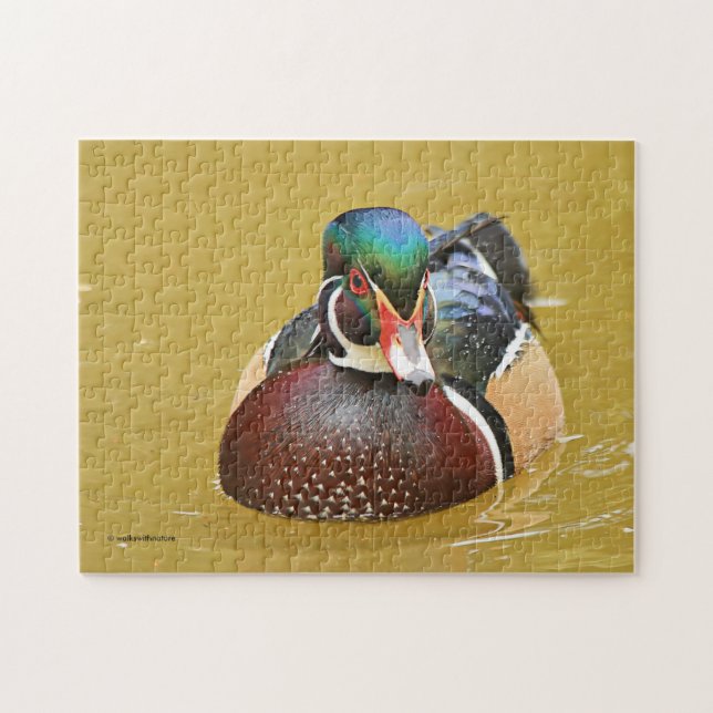 Stunning Wood Duck in the Pond Jigsaw Puzzle (Horizontal)