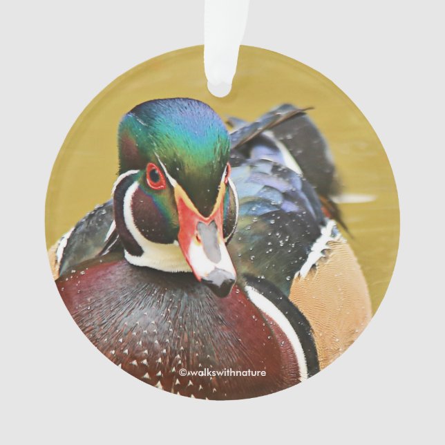 Stunning Wood Duck in the Pond Ornament (Front)