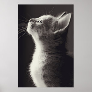 Stunning young kitten side view portrait looking poster