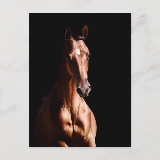 Stunning Young Stallion Postcard (Front)