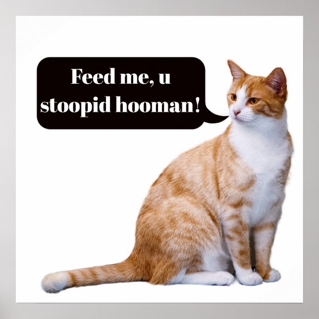 Stupid Hooman Funny Hungry Cat Poster (Front)