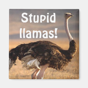 Stupid llamas! magnet