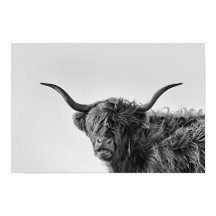 Sturdy highland cow in monochrome