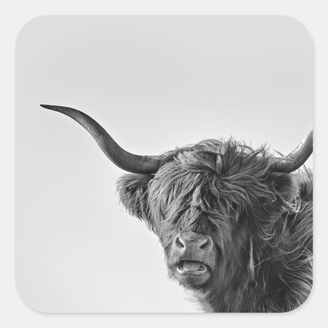Sturdy highland cow in monochrome square sticker (Front)