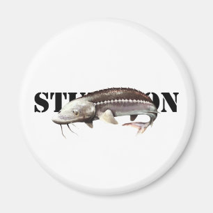 Sturgeon Magnet
