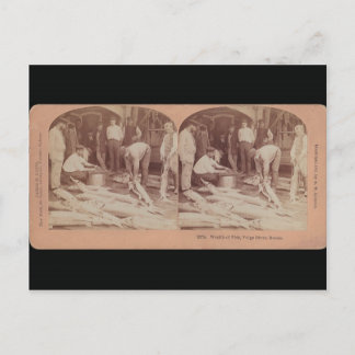 Sturgeon Postcard - StereoType Russia