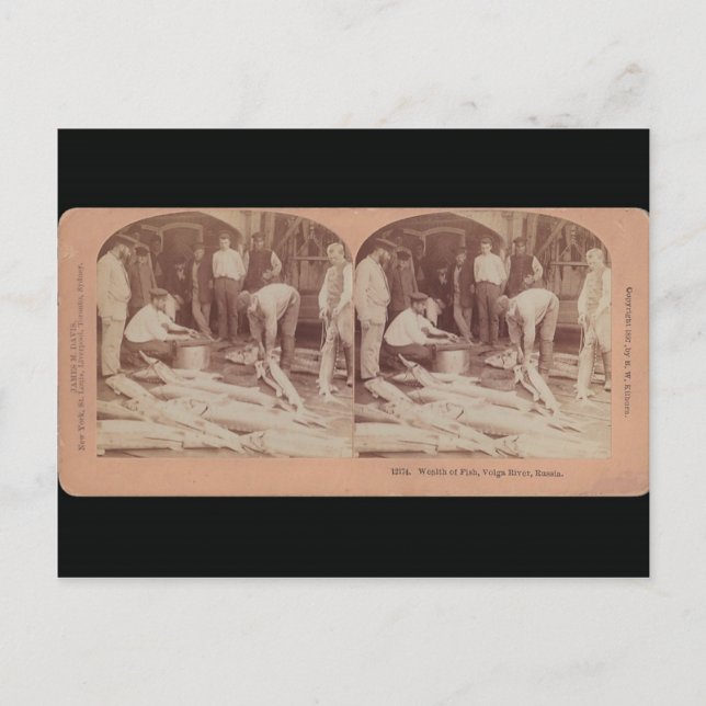 Sturgeon Postcard - StereoType Russia (Front)