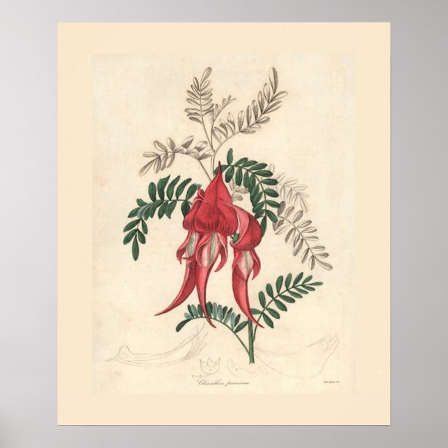 Sturts Desert Pea Botanical Print (Front)