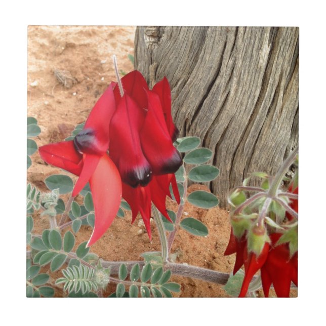 Sturt's Desert Pea square  tile (Front)
