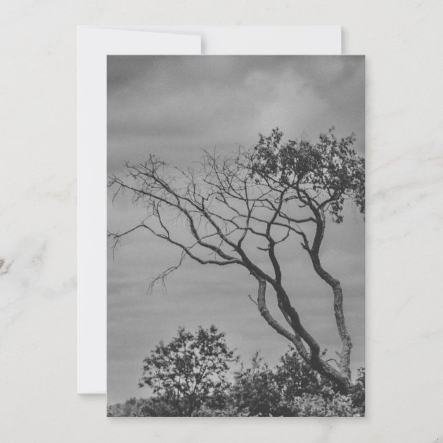 stylised American gothic tree photo reprint by SWS Holiday Card (Front)