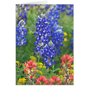 Stylised Bluebonnet