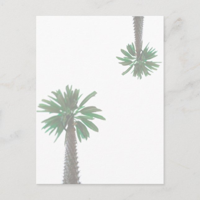 Stylised Palm Tree Pastel Green Tropical Postcard (Front)