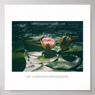 Stylised Pink Water Lily Flowers Plants Poster