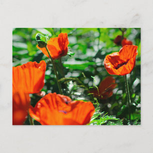 Stylised Red Poppy Flowers Garden Postcard