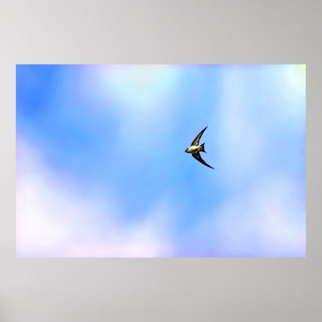 Stylised Swallow soaring Poster (Front)