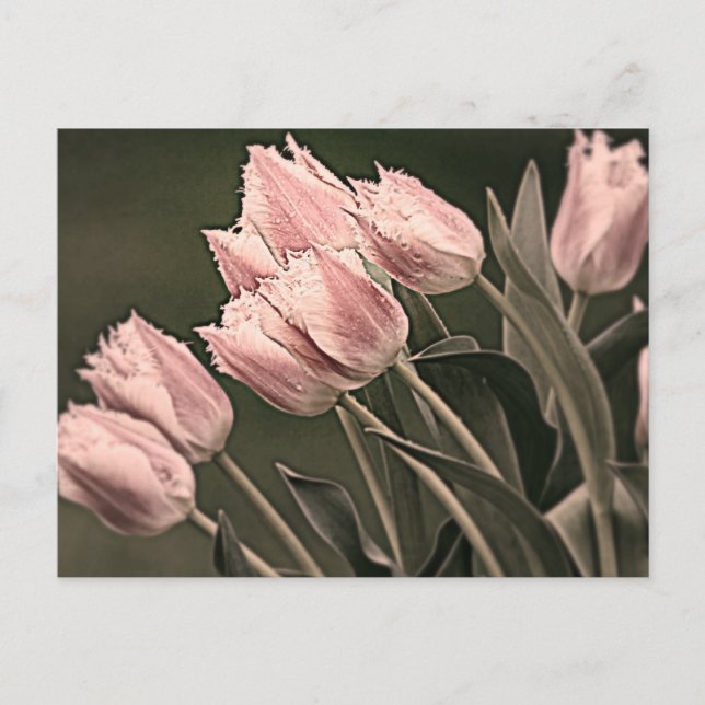 Stylised Tulips Postcard (Front)