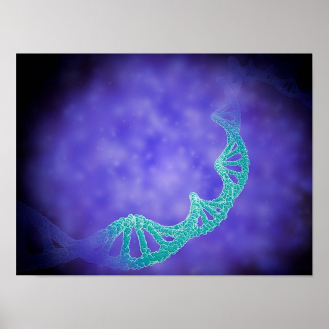 Stylised View Of Strands Of Human DNA Poster (Front)
