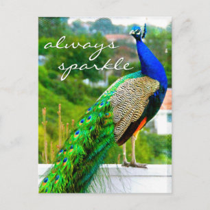 Stylish Blue Green Peacock Photo Always Sparkle Postcard