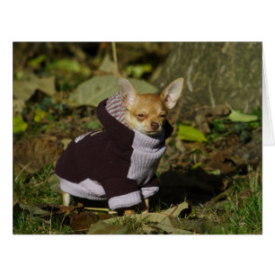 Stylish Dressed Chihuahua Puppy