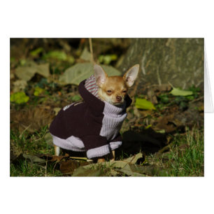 Stylish Dressed Chihuahua Puppy