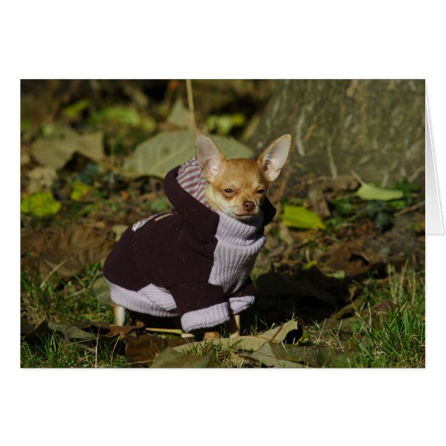 Stylish Dressed Chihuahua Puppy (Front Horizontal)
