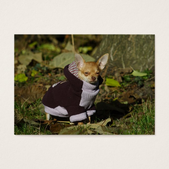 Stylish Dressed Chihuahua Puppy (Front)