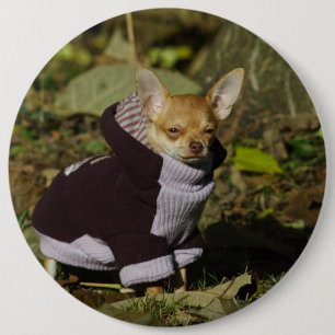 Stylish Dressed Chihuahua Puppy 6 Cm Round Badge