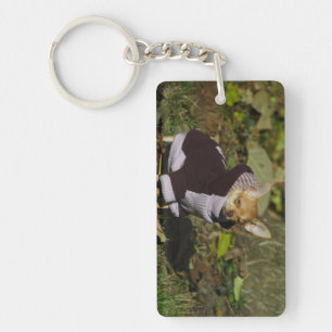 Stylish Dressed Chihuahua Puppy Key Ring