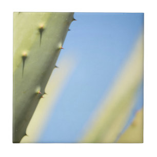 Stylish Green Aloe Blue Sky Espresso Ceramic Tile